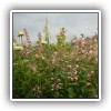bloomingb_1773